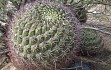 Preview photo Gymnocalycium saglionis