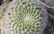 Preview photo Gymnocalycium saglionis