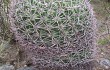 Preview photo Gymnocalycium saglionis