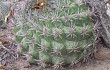 Anteprima di Gymnocalycium saglionis