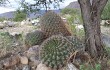 Preview photo Gymnocalycium saglionis