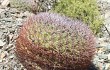 Anteprima di Gymnocalycium saglionis