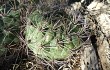 Preview photo Gymnocalycium saglionis