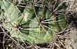 Preview photo Gymnocalycium saglionis