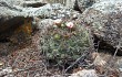 Preview photo Gymnocalycium saglionis