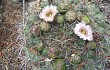 Preview photo Gymnocalycium saglionis