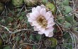 Preview photo Gymnocalycium saglionis