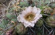 Anteprima di Gymnocalycium saglionis