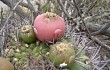 Anteprima di Gymnocalycium saglionis