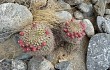 Anteprima di Gymnocalycium saglionis