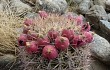 Anteprima di Gymnocalycium saglionis