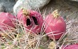 Vista previa de Gymnocalycium saglionis