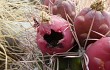 Preview photo Gymnocalycium saglionis