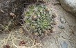 Preview photo Gymnocalycium saglionis