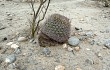 Vista previa de Gymnocalycium saglionis