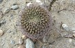 Preview photo Gymnocalycium saglionis