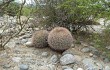 Vista previa de Gymnocalycium saglionis