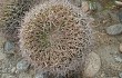 Preview photo Gymnocalycium saglionis