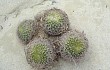 Anteprima di Gymnocalycium saglionis