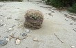 Vista previa de Gymnocalycium saglionis