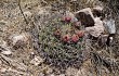 Anteprima di Gymnocalycium saglionis