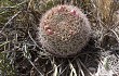 Vista previa de Gymnocalycium saglionis