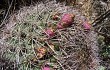 Anteprima di Gymnocalycium saglionis