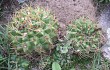 Preview photo Gymnocalycium monvillei