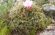 Preview photo Gymnocalycium monvillei