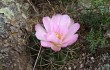 Anteprima di Gymnocalycium monvillei