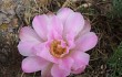 Preview photo Gymnocalycium monvillei