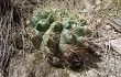 Vista previa de Gymnocalycium monvillei