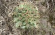 Vista previa de Gymnocalycium monvillei