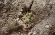 Preview photo Gymnocalycium monvillei