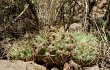 Anteprima di Gymnocalycium monvillei