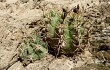 Anteprima di Gymnocalycium monvillei