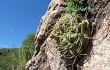 Anteprima di Gymnocalycium monvillei