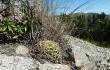 Preview photo Gymnocalycium monvillei