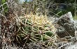 Vista previa de Gymnocalycium monvillei