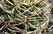 Anteprima di Gymnocalycium monvillei