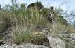 Vista previa de Gymnocalycium monvillei