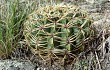 Preview photo Gymnocalycium monvillei