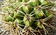 Anteprima di Gymnocalycium monvillei