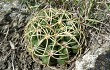 Preview photo Gymnocalycium monvillei