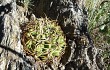 Preview photo Gymnocalycium monvillei