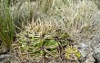 Preview photo Gymnocalycium monvillei