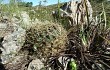 Vista previa de Gymnocalycium monvillei