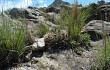 Vista previa de Gymnocalycium monvillei