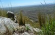 Anteprima di Gymnocalycium monvillei