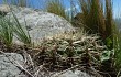 Anteprima di Gymnocalycium monvillei